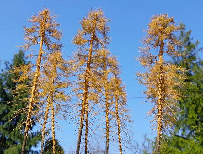 FREON MSU4 Larch - Modrzew suchy wys. 28 cm – imagen 2