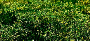 Bear`s Scale Modeling 400117 Wild Field Meadow vol.2 22x16 cm (1 pcs) – immagine 2
