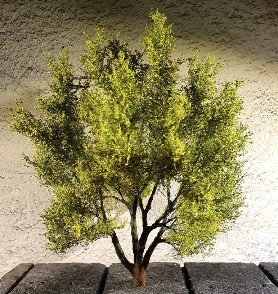 Saule blanc FREON WRB1 15/17 cm