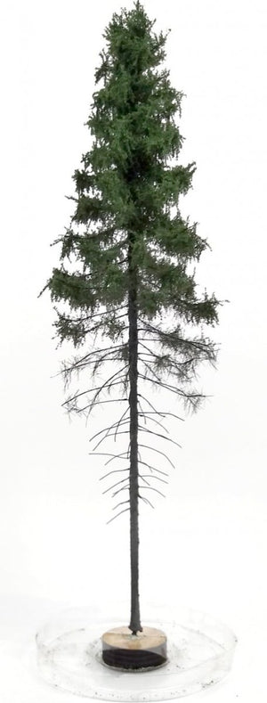 Épicéa de montagne FREON SGPW1 - hauteur 28-30 cm
