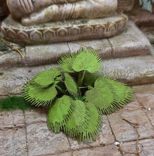 RT-Diorama 35616 Jungle Plant No.6 1/35 – immagine 4