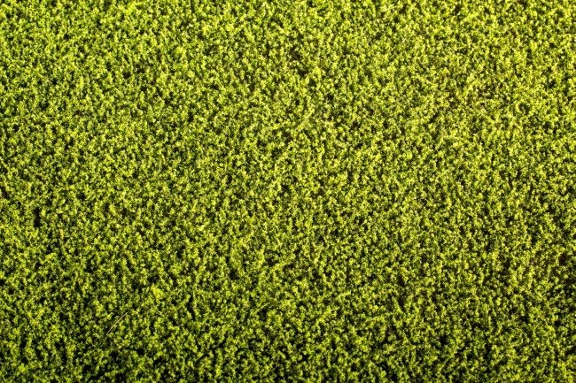 Scene F440 Grass Mat model - Alfalfa 1/35