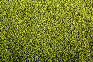 Scene F440 Grass Mat model - Alfalfa 1/35