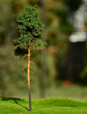FREON SOM3 Young pine - Young pine 8/12 cm