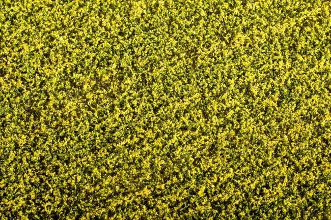Scene F450 Grass Mat - Rape Field 1/35 model