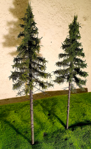 FREON SG1 Mountain Spruce - Świerk Wysokogórski Większy 26/28 cm 3 sztuki – zdjęcie 3