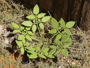 Model Scene VG3-004 Low weed 1/32 / 1/35
