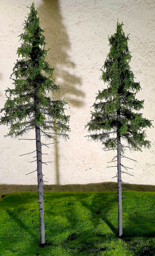 FREON SG2 Mountain Spruce - Larger Alpine Spruce 18/20 cm 3 pieces – image 4
